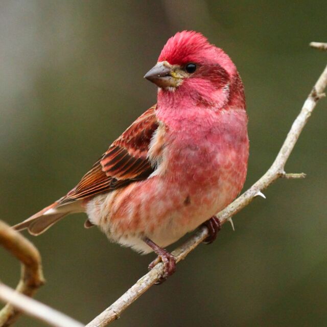 Calling all bird detectives!🐦The Great Backyard Bird Count is here! Join us TODAY through Monday for FREE 15-minute birdwatching tours in the Big Backyard building (11am-1pm), fun activities & cool facts (did you know this little purple finch is NH's state bird?). 

Can't make it? Count birds from your backyard and report your findings at birdcount.org. Let's celebrate our feathered friends! 
.
.
.
#GreatBackyardBirdCount #birdsafe #songbird #birdstagram #birdcounting #songbirdsafe  #birdwaching #birdsofinstagram #purplefinch #finch #rwpzoo