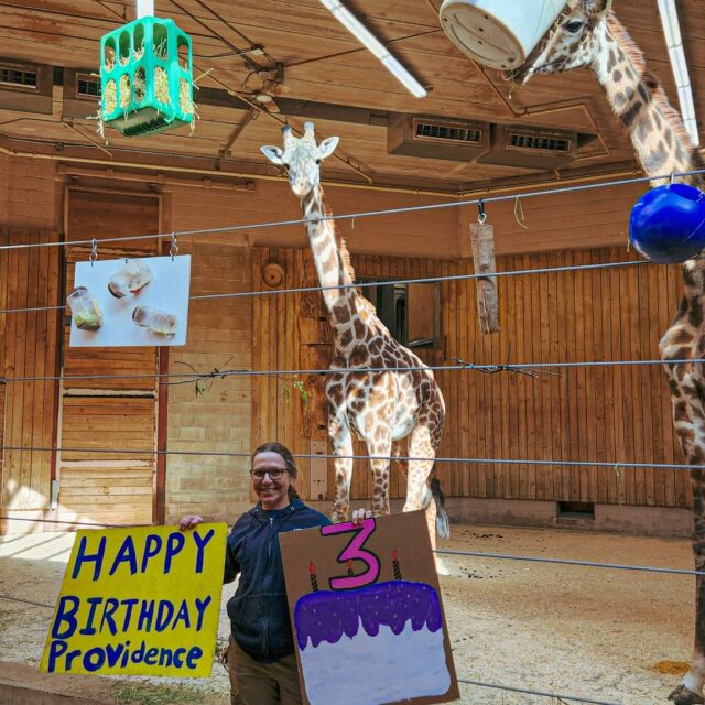 We’re wishing Providence a very happy birthday! 🎉🦒 Our sassy girl turned 3 years old today. 

This growing gal celebrated with plenty of treats and a creative “cake” made specially for her by keepers. Show some love down below! 
.
.
.
#birthday #giraffe #masaigriaffe #3yearsold #providence #rhodeisland #birthdaygirl #rwpzoo