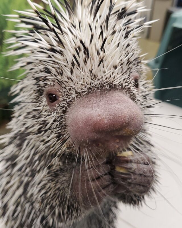 Calling all George fans (and animal lovers)! Now's your chance to meet him IRL! 

Get up close and personal with this spiky sweetheart and other amazing animal friends when you book a Wild Connection. Check out our upcoming encounters at rwpzoo.org/animal-encounters
.
.
.
#porcupine #prehensiletailedporcupine #cuteanimals #animalencounter #amazinganimals #rhodeisland #rwpzoo