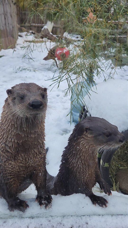 Your daily dose of paw-sitive vibes 🦦❄️ School's out, but the fun is in! Come see these playful otters & our amazing animal friends at the Zoo this winter break.

P.S. Winter Wonder Days continue with half-price admission through the end of the month!
.
.
.
#otters #riverotter #winterdays #winterfun #winterbreak #schoolsout #pvd #rwpzoo