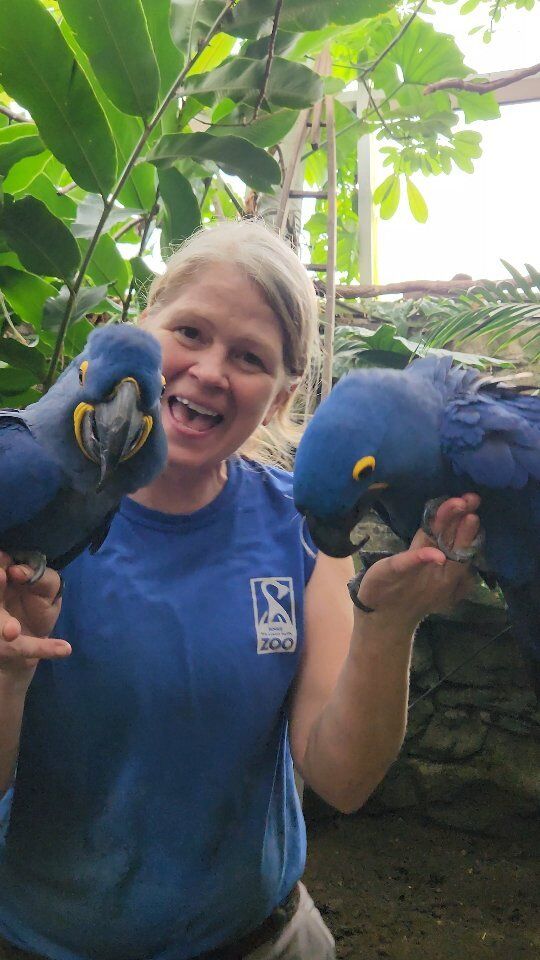 Move over, Queen Bey! Amy & Angel, with guest appearance by keeper Jen H. are serving up some impressive moves. 
.
.
.
#texasholdem #Beyonce #macaws #parrots #cuteanimals #zoolife #rwpzoo