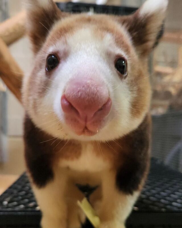 Boop the snoot for a good week ahead! 💛

#DYK The Matschie’s tree kangaroo, like Paia, has a very small native home range - this endangered species is endemic to the Huon Peninsula of New Guinea.
.
.
.
#adorableanimals #treekangaroo #matschiestreekangaroo #cuteanimals #boopmynose #rwpzoo