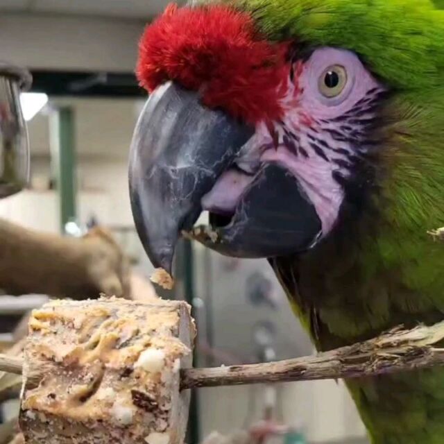 Check out that prehensile tongue precision! 

Ambassador macaw Almirante is using his skills on this enrichment roller! Macaws tongues, unlike ours, have a small bone inside it which makes an excellent tool for breaking open and eating food. Just another cool adaptive feature that help them thrive in natural conditions!
.
.
.
#macaw #militarymacaw #parrots #parrotlife #animaladaptations #coolanimals #wildlife #rwpzoo