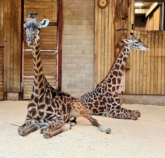Forget the leap. We're all about the relaxation this #LeapDay 🦒

Ironically, most of a giraffe's life is spent standing up!
.
.
.
#masaigiraffe #giraffe #giraffelove #leapyear #relaxtime #rwpzoo