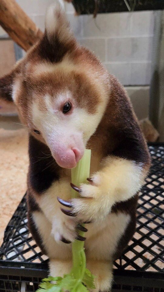 Paia loves celery almost as much as we love watching her eat celery 🧡
.
.
.
#treekangaroo #matschiestreekangaroo #cuteanimals #asmr #asmreating #rwpzoo
