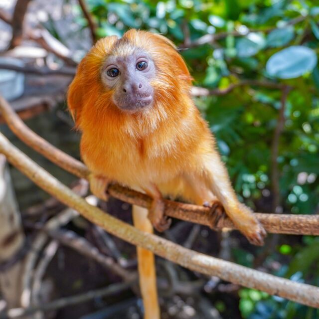 So tiny, yet so roar-some! 🦁

Golden lion tamarins are native to the rainforests of Brazil. Their wild populations were once as few as 200, but thanks to conservation efforts, are now swinging to 2,500 in the wild. And guess what? A third of those monkeys originated from golden lion tamarins raised in human care. Now *that* is something to roar about!
.
.
.
#goldenliontamarin #tamarin #babyanimals #zooborns #amazinganimals #conservation #endangeredspecies #monkey #rwpzoo