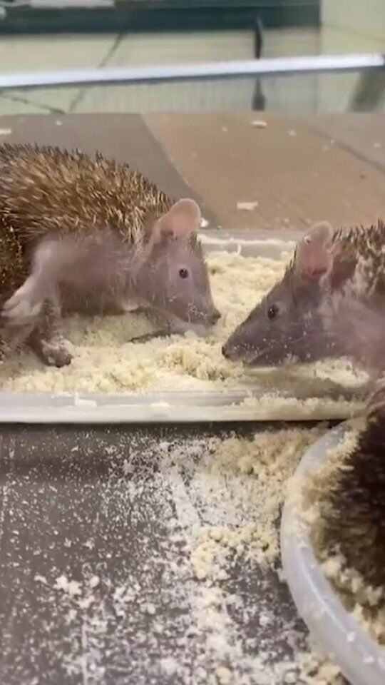 Spa day for these spiny cuties! 

Meet the lesser tenrec... and no, they are not related to hedgehogs! These small, nocturnal mammals are native to Madagascar. 

Dust bathing is a natural behavior for many animals. Our tenrecs are taking a dust bath and scent-anointing (rubbing the new scent into their spines). In the wild, scent can be used as camouflage and even parasite repellent!
.
.
.
#dustbathing #tenrec #cuteanimals #animalenrichment #animaladaptations #rwpzoo