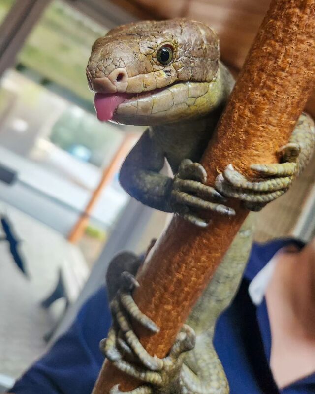 It's #TongueOutTuesday and someone's ready to tackle this week... with a little extra blep. 

Prehensile-tailed skinks use their sharp claws and grasping (prehensile) tail to help climb trees.