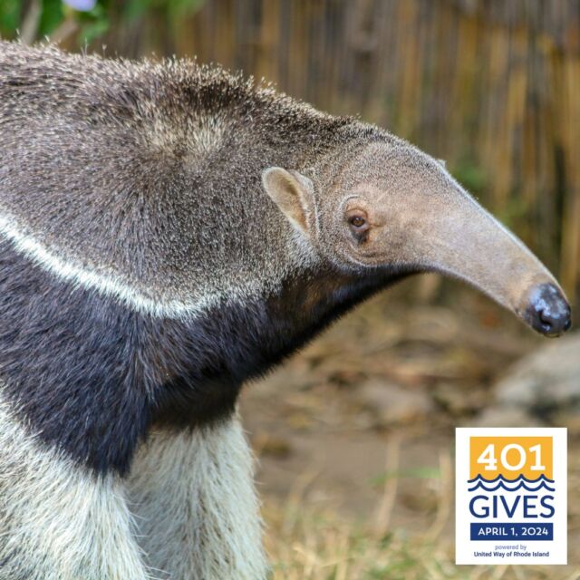#DYK giant anteaters consume around 30,000 - 40,000 ants and termites every day?

In just one week, on April 1st, it's #401GivesDay, and your RWPZoo needs YOU! Your donation, no matter the size, will make a HUGE impact on the lives of all our amazing animals, Delilah and Mochila, our giant anteaters, to everyone who calls our zoo home.  Plus, during 401Gives, your gift could be matched by generous donors thanks to United Way challenges! 
.
.
.
#giantanteaters #wildlife #animalcare #conservation #savingspecies #anteaters #rhodeisland #supportlocal @liveunitedri