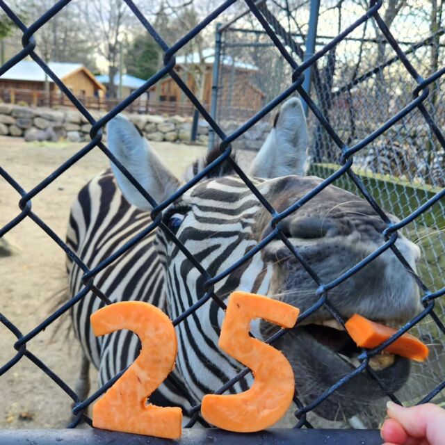 Happy birthday, Zipper! This striped sweetheart turns 25 years old today! 🦓  Here's to many more years of zoomies, crunching carrots, and bringing smiles to all your fans! 
.
.
.
#zebra #birthdaygirl #animalenrichment #wildlife #amazinganimals #rwpzoo