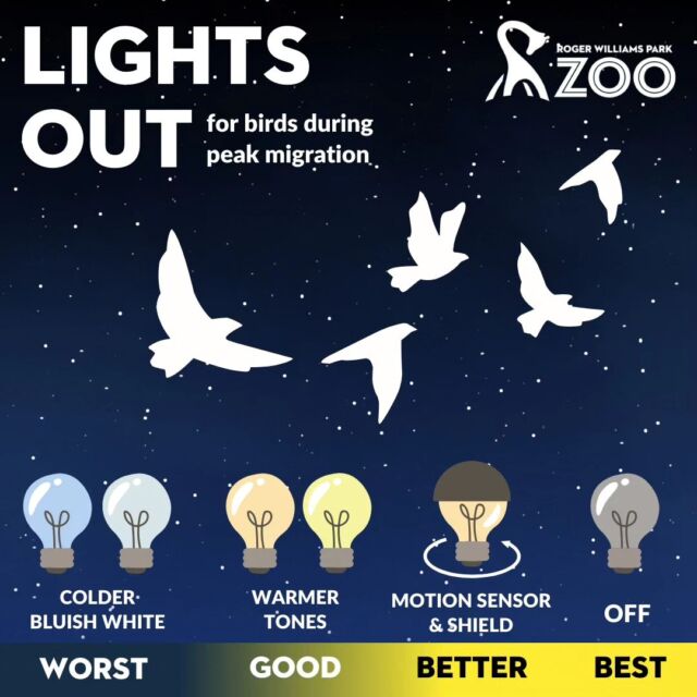 Spring is here and so are the birds! 🐦 Bird migration has begun and we can help them on their journeys by turning off our outside lights at night. Bright lights can confuse these feathered friends. So flip the switch and be a hero for our flying buddies!
.
.
.
#birdstagram #birdmigration #spring #firstdayofspring #birdsonearth #wildlife #protectwildlife #songbirdsafe #birds #rwpzoo