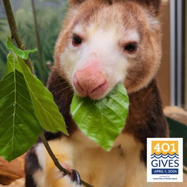 #401Gives is in full swing! Starting now (4pm), up to the first $25,000 raised will be matched by the Rhode Island Foundation. There's still time to make a gift that will make a GIANT positive impact on the 600+ animals who call your Zoo home.

Make a gift this afternoon and double your impact: bit.ly/rwpzoo_401gives
