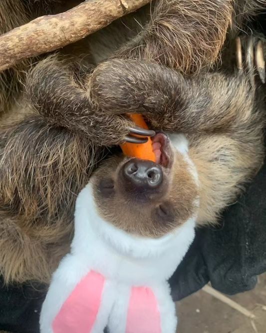 Wait, that’s no Easter Bunny! Jeffrey may be no eggs-pert at hiding eggs, but he's sure to steal your heart! 

P.S. You can visit the real Easter Bunny this Friday & Saturday at the Zoo! 🐰 Visit rwpzoo.org/events to reserve your spot.
.
📸: Keeper Jen H.
.
.
#easterbunny #sloth #babyanimals #babysloth #toocuteforwords #rwpzoo