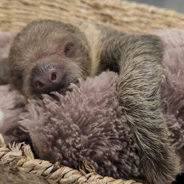 We have some exciting news to share – the RWPZoo family just got a whole lot cuter! 🥰 Meet Nicko, the adorable Linne’s two-toed sloth born on March 7th to first-time mom Beanie and dad Riley.

Beanie is a natural mom, lovingly caring for her little one. While Nicko enjoys cuddling close most of the time, feel free to visit our rainforest for a chance to spot this sweet duo!

Our dedicated zookeepers and veterinarians are showering mom and baby with care. Daily weight checks and close monitoring ensure Nicko and Beanie are happy and healthy.
.
.
.
#sloth #babyanimal #zooborns #babysloth #slothsofinsta #cuteanimals #rwpzoo