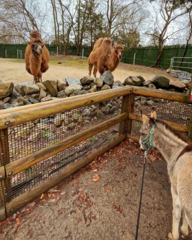 Just another day of exploring with his favorite Zoo pals! These adventures aren't just fun for Willie; they keep his mind sharp and his body strong by providing exercise and exposing him to new sights, smells, and sounds.
.
📸: Keeper Lauren, Keeper JV
.
.
#walkingtour #zoolife #donkey #donkeylove #animalenrichment #animalcare #Fridayvibes #zooadventures #meetingfriends #animalsofinstagram #rwpzoo