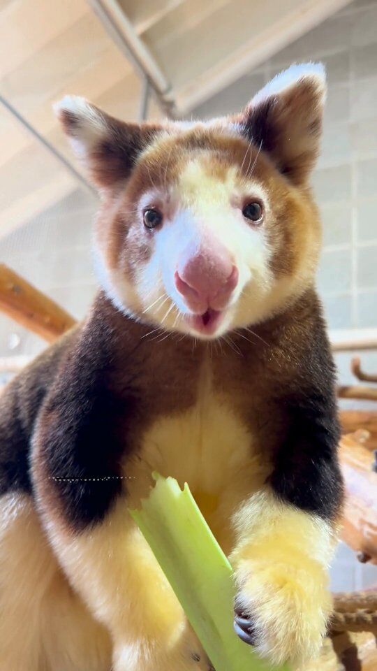 Get ready for some serious cuteness overload! 😍 Our Matschie's tree kangaroos, Paia & Keweng, are battling it out in the 2024 Tree Kangaroo Crunch-a-Thon!

World Tree Kangaroo Day is May 21st, and we're celebrating by showing off our tree roos' cutest chomping skills. 

Who's your fave chewer? Paia's got some serious skills, but mama Keweng ain't backing down! Let us know who YOU chews! (Stay tuned for Morobe and LaRoo's epic munch-off tomorrow!)

#WorldTreeKangarooDay #TreeRooCrunchathon2024 #TKSAFE