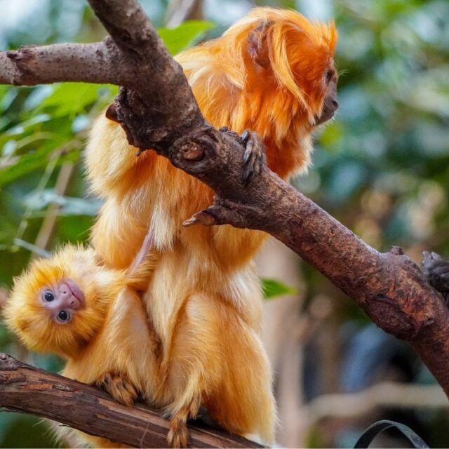 It's National Zoo Lover's Day! Come celebrate by meeting our newest tiny resident! 

This adorable golden lion tamarin baby was born on March 21st to dad Kyle and mom Raff. ‍‍‍ Golden lion tamarins are endangered, so this birth is a big win for the species! Come see this little one for yourself and celebrate ALL the amazing animals at the zoo!
.
.
.
#nationalzooloverday #endangeredspecies #goldenliontamarin #babyanimals #zooborns #toocute #cuteanimals #tamarins #rwpzoo