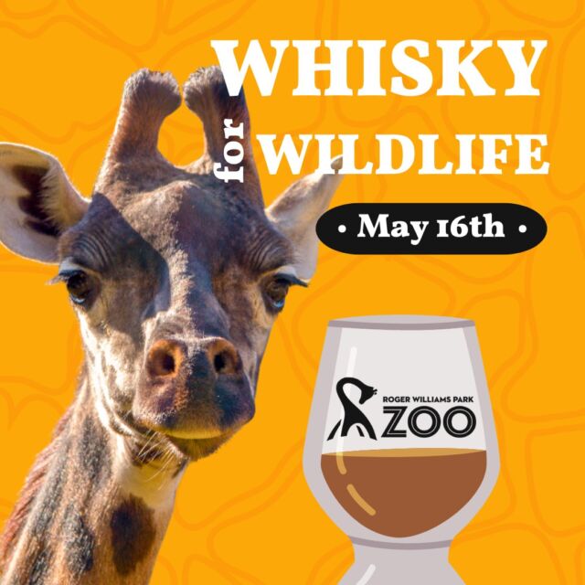 Indulge your wild side at Whisky for Wildlife on May 16th (5:30-7:30 pm). Sample rare spirits, delicious bites & support for the Zoo's conservation efforts!
➡️ Exclusive whiskeys, rums & gins (Kings Code 1, Riona, Kings Country Barrel Strength Bourbon & more!)
➡️ Expert-led tastings with whisky expert Irene Tan & her team
➡️ Appetizers, silent auction & more!
Help conserve wildlife & treat your tastebuds! Limited tickets, grab yours online NOW: bit.ly/rwpzoo_whisky