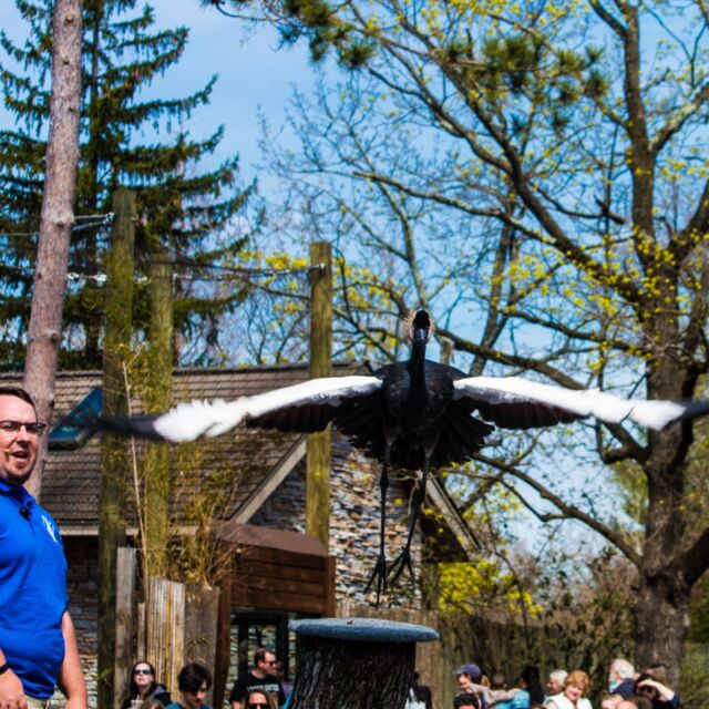 Want to hang out with some high-flying friends? Our daily Interactive Bird Shows presented by BankRI are back! 👏🏽 Our feathered friends are ready to show off their incredible talents. From soaring falcons to chatty macaws, you'll get an up-close look at these amazing birds. (And you might even get the chance to join the show!) 

Shows run daily at 11 AM and 2 PM (weather permitting). Don't miss out!
.
.
.
#birdshow #featheredfriends #interactivebirdshow #birdsofinstagram #birdlovers #familyfun #rwpzoo