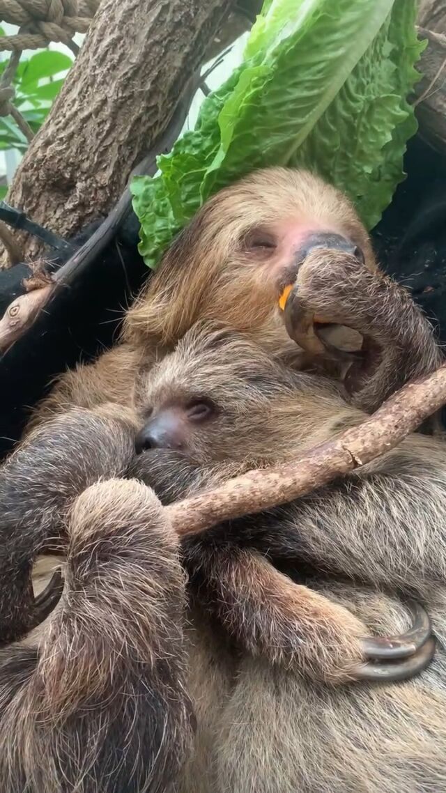 Sloth pup-date alert! 🤩 One month has flown by for this fuzzy little fella! Baby Nicko is thriving in the rainforest, growing and changing every day. He is currently weighing in at just under 2 pounds and loves hanging out with his sloth squad: momma Beanie, uncle Jeffrey, and grandma Fiona. 🦥 

#slothsquadgoals #slothsofinstagram #slothfamily #rainforestfriends #animalsofinstagram #slothconservation #slothbaby #zooborns #rwpzoo