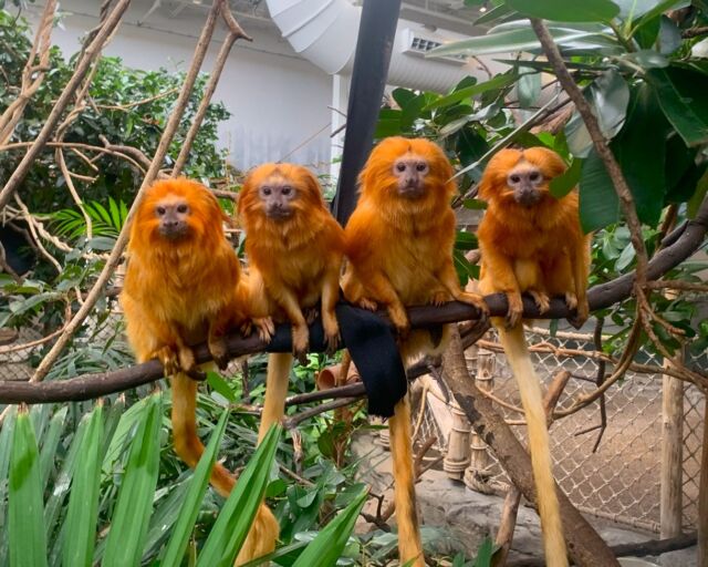 Talk about a cute bunch! 😍 This mama tamarin has her crew in a row. Celebrate every mom this Mother's Day! Show appreciation for the mother figure in your life. Make a donation of $15 or more and we'll send your loved one the cutest card ever: bit.ly/rwpzoo_mom
.
.
.
#babyanimals #goldenliontamarin #cuteanimals #mothersday #momlife #squadgoals #rwpzoo