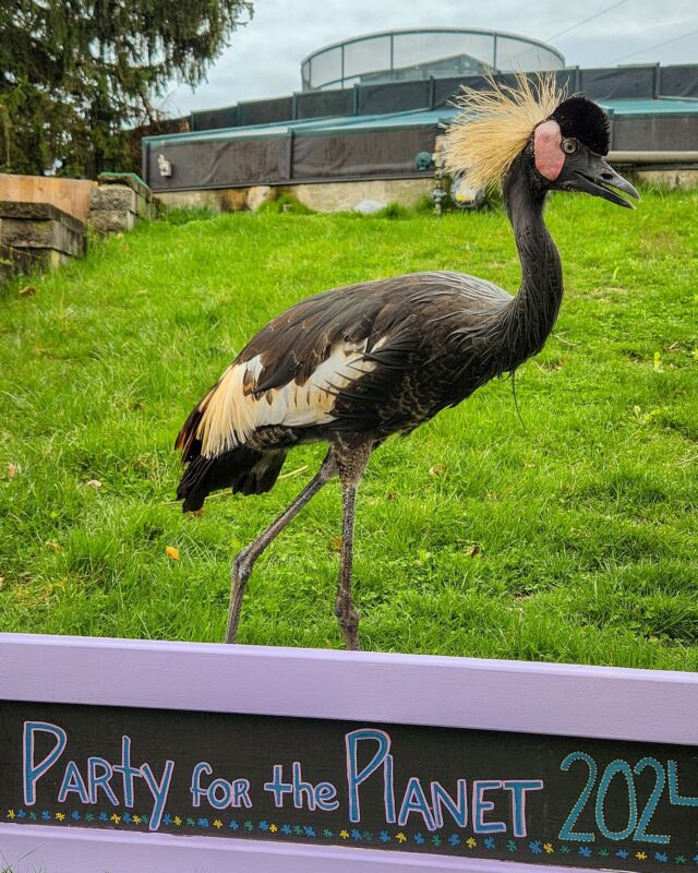 Happy Earth Day! 🌎 At the Zoo, we party for the planet every day. Our mission is to protect wildlife and wild places, one feather (or fin, or scale, or furry friend) at a time! Together, our small actions make a big difference.
.
.
.
#happyearthday #earthday #weareAZA #partyfortheplanet #crownedcrane #birdstagram #birdsonearth #makeadiffrence #protectwildlife #rwpzoo