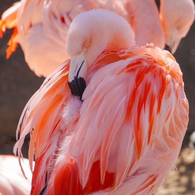 Happy #InternationalFlamingoDay 🦩 Here at the Zoo, we're proud to care for a flock of Chilean flamingos!  But in the wild, their wetland homes are under threat. Let's all stand up for these flashy feathered friends and their vital habitats!

DYK you carry flamingos’ homes with you? The lithium that powers your cell phone battery is mined from flamingos’ wetland habitat. Less wetlands = less flamingos.  Upgrade wisely & protect their homes!

Your RWPZoo is a proud partner with the SAFE Andean Highland Flamingo program and supports the recovery and conservation of Andean, Chilean, and Puna (James’s) flamingos. Support #FlamingoConservation #Istandforflamingos #flamingos #reducerecyclerespect
