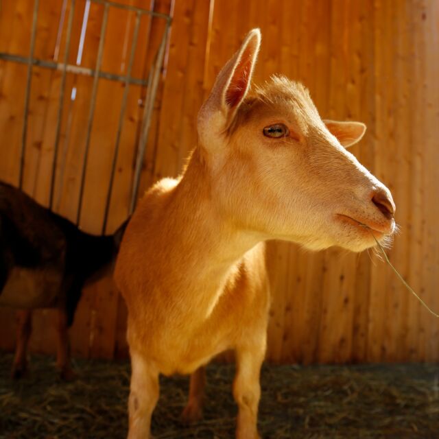 RWPZoo is heartbroken to share the passing of our beloved Gingy, one of our Nigerian dwarf goats. Intelligent, curious, gentle, affectionate, independent and unique - all qualities attributed to goats and best represented by the one and only, Gingy. Gingy was truly special, and so well loved - he even had a fan club of Zoo guests who made their own t-shirts! (See the third picture).

At 10.5 years old, Gingy spent the last 9 years connecting people with animals as an ambassador in our contact yard, doing his favorite activities - being brushed, eating ALL the snacks, climbing up on staff to get the scritches behind his ears, and sitting in the yard with the warm sun on his face. 

Our animal care team had been monitoring and treating Gingy for age related arthritis, which impacted his comfort. Based on some recent changes, we had to make the difficult decision to humanely euthanize him. He received all the snacks, visits from every Zoo department, and lots of pets and snuggles from his keepers. Gingy will truly be missed by all! 🧡