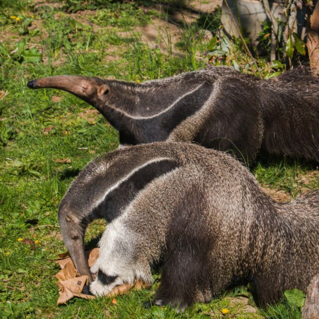 Happy 13th Birthday to Mochila the magnificent giant anteater! 🎉 This special guy celebrated another year of being awesome with his girlfriend Delilah and some super yummy avocado enrichment. Here's to many more ant-filled adventures, Mochila! 🥳
.
.
.
#giantanteater #happybirthday #13thbirthday #avocado #enrichment #animalsofinstagram #anteaters #amazinganimals #RWPZoo