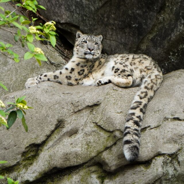 Happy belated 5th birthday to our stunning and stealthy snow leopard Asha! 🥳 Even though we're a little late to the purrty, we couldn't forget to celebrate this majestic girl!

In honor of Asha's birthday, here's a fun fact! #Didyouknow snow leopards use their incredible coats as camouflage to vanish into their rocky, high-altitude homes, giving them the edge on unsuspecting prey and keeping them hidden from threats? 

Join us in wishing our feline friend a fantastic 5th birthday! 🎉
.
.
.
#happybirthday #snowleopards #funfacts #camoflauge #animalsofinstagram #conservation #felinefriends #rwpzoo