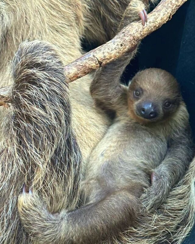 Channeling our inner Nicko today 🦥 
#SlothLife #RelaxationMode 

📸: Keeper Jillian