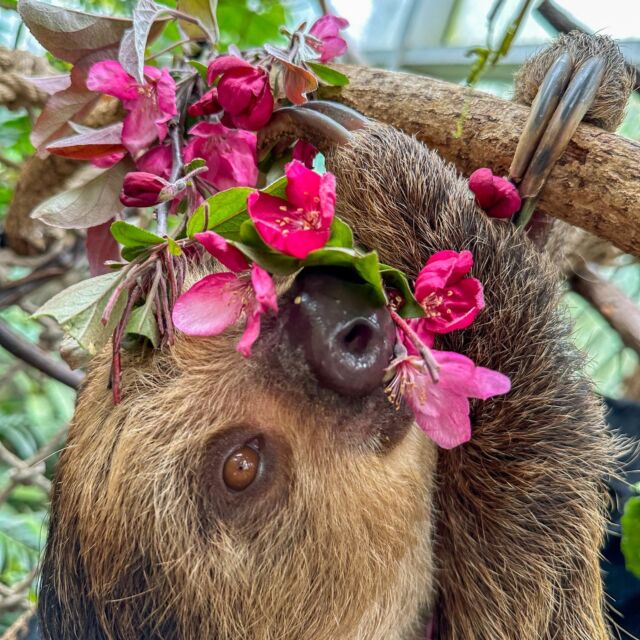 Even sloth mommas love flowers! 🌺 This Mother's Day, celebrate the moms who inspire you with more than just flowers, add a trip to the Zoo! 🦒Witness the incredible care our animals show their offspring and create lasting memories with your own mom or mother figure. All Moms get FREE admission on Mother's Day! 🥰

Other ways to share the love this Mother's Day: 

💜 Make a heartfelt donation in Mom's name and send her an adorable personalized card to commemorate the occasion.*
💜 Adopt an animal as a lasting symbol of your love and care. Mom will love knowing she's helping animals in need!*
💜 Book a wild connection for Mom- experience an up close and personal experience with an animal they love. 

*Note: Donate or Adopt by May 6th for guaranteed delivery for Mother's Day. Visit www.rwpzoo.org for more information on Wild Connections, how to donate, or Adopt an Animal. 

#MothersDay #AnimalLove #FamilyMemories #giftsformom #adoptananimal #happymothersday #motherfigure #freeadmission #rwpzoo #giftideas