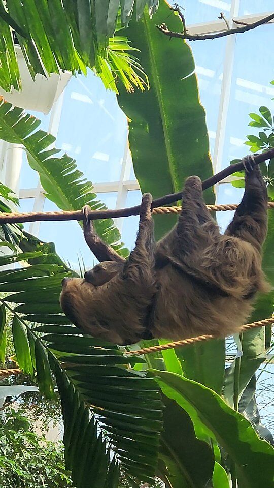 Don't let their slow reputation fool you! 🦥 Sloths can actually move surprisingly fast when they need to, especially Fiona with her little Jeffrey hitching a ride. Who knew Mondays could be so adorable?
.
.
.
#slothsofinsta #SlothLife #babyanimal #babysloth #sloth #mondaymotivation #cuteanimals