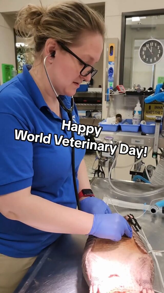 A quick look at our incredible vet team in action in honor of World Veterinary Day! 🌎🩺👩🏼‍⚕️ 

The next time you visit the Zoo, look beyond the playful otters and majestic giraffe. There's a whole team working behind the scenes to keep all of our animals healthy and happy! We are so thankful for these incredible vets and their special skillsets. ❤️

#worldveterinaryday #veterinarian #zooveterinarian #zooanimals #thankyou #vetcare #worldvetday #animalsofinstagram #rwpzoo