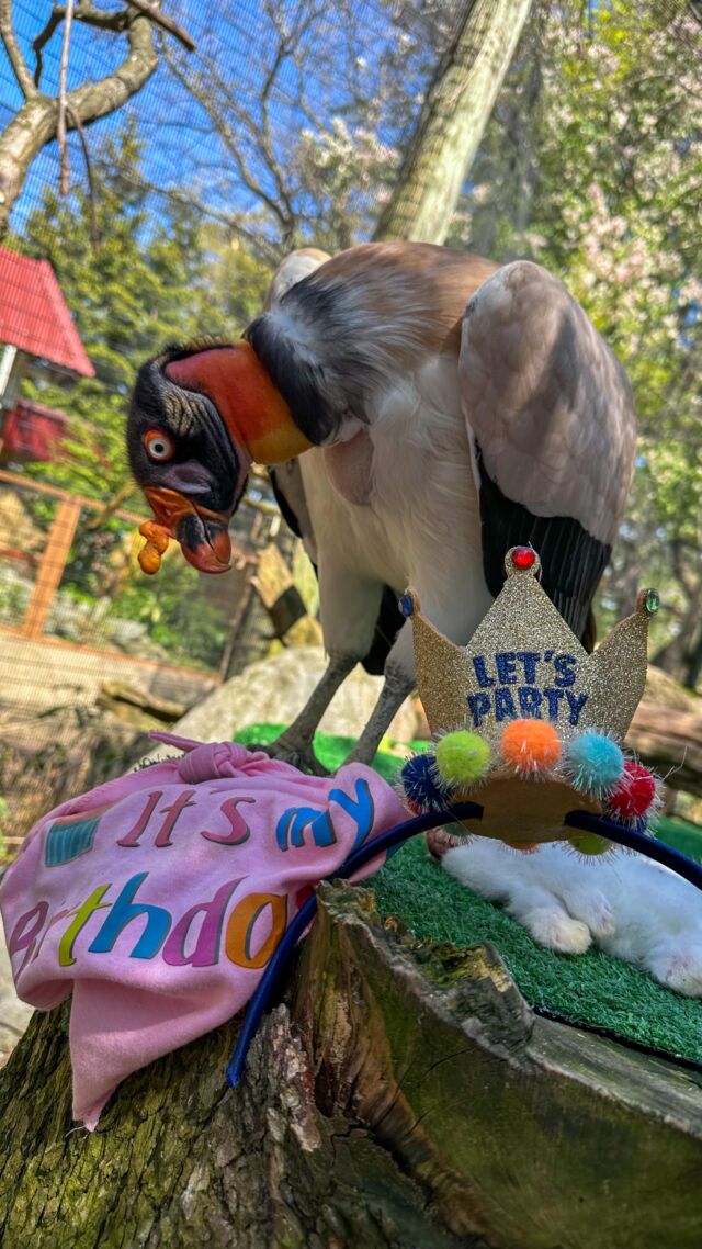 Happy 41st Birthday to the one and only, Nubs!  This incredible female king vulture is a true avian majesty, and we’re so elated to celebrate her 41 years as an ambassador of her species. Nubs enjoyed her birthday with some tasty treats from her keeper and visits from lots of Zoo guest friends! 🥳🎉🎂
•
•
•
#kingvulture #happybirthday #vulture #animalsofinstagram #amazingbirds #birdsofinstagram #rwpzoo