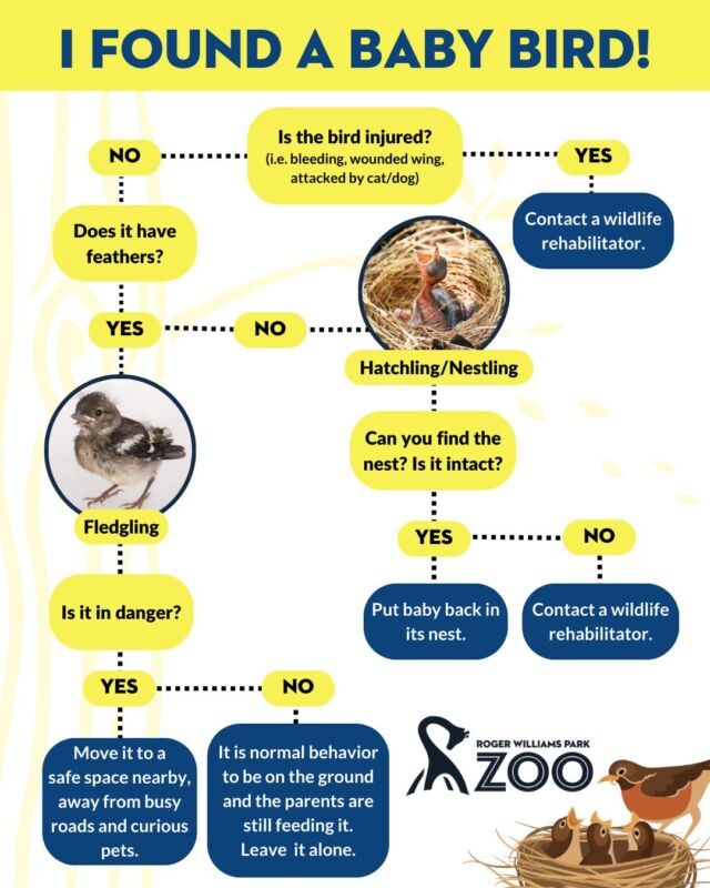 This time of year, many people ask us what to do when they find baby birds. 🐤 Very often, baby birds are neither injured nor orphaned and instead just need help getting back in their nest. This handy guide can help! Thank you for caring about our local wildlife! 

Need a bird rehabber? Search online for a map of licensed locations: bit.ly/birdrehabmap
.
.
.
#birds #babybirds #wildlife #wildliferescue #wildliferehab #birdsofinsta #songbirdsafe #rwpzoo