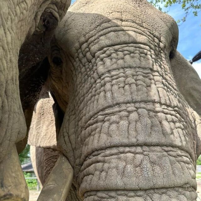 When you accidentally open the front camera 👀😆

You can hang out with these elephant besties at Yoga with the Elephants on June 1st! It will be TONS of ele-FUN! 

For more info visit bit.ly/yoga-elephants-june 🐘