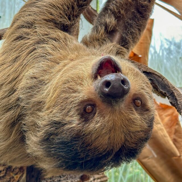 That feeling when you turn 4 years old! 😃🎉 Our Linne's two-toed sloth Beanie is celebrating her special day today with lots of snuggles from her baby Nicko, tasty biscuits, and lots of naps! 🦥 

Beanie was born at RWPZoo in 2020, and her baby Nicko was just born in March of this year! Sloth arrivals at the zoo aren't just adorable news for visitors, they're a vital step in sloth conservation. These zoo births are part of Species Survival Plans (SSPs) which carefully manage sloth populations under human care. Beanie and her baby are ambassadors for their species, and are making an adorable impact! 
•
•
•
#slothconservation #linnestwotoedsloth #slothsofinstagram #happybirthday #zoobirthday #cutesloths #rwpzoo
