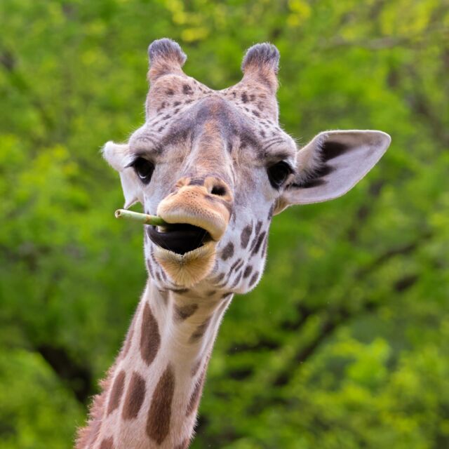 Providence is celebrating #TongueOutTuesday with a tasty treat! 😋 

#DYK: Providence came from the Greenville Zoo in 2022, where she was coincidentally named before knowing she was coming to our Providence, RI Zoo? Talk about fate! 🧡
.
.
.
#masaigiraffe #providenceri #giraffesofinstagram #giraffelove #rwpzoo #animalsofinstagram #zoophotography #cuteanimals