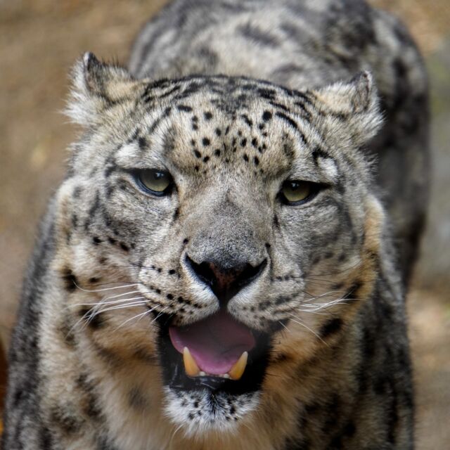 All smiles for Sabu's 12th birthday! 😁 Join us in wishing this cool cat a purr-fect birthday! 😎🐾
.
.
.
#snowleopard #happybirthday #smile #zooanimals #rwpzoo
