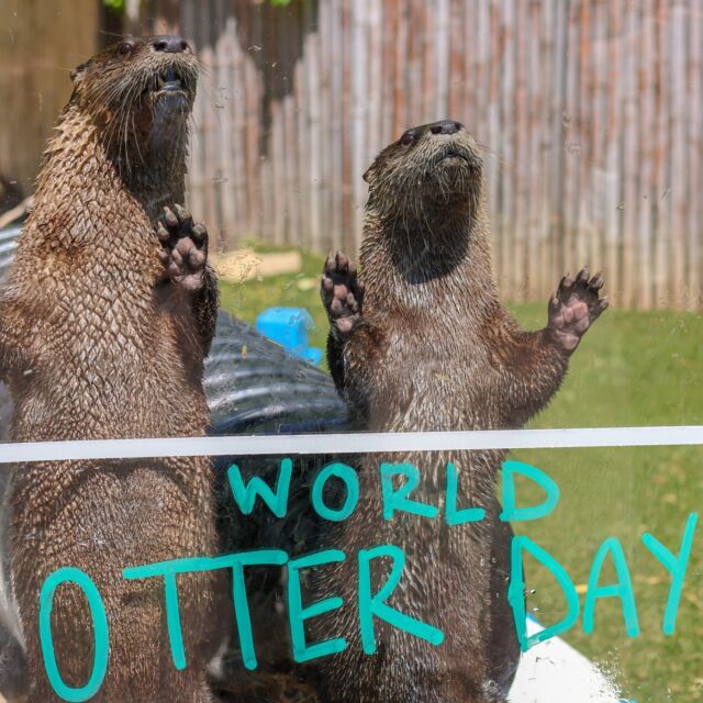 Happy #WorldOtterDay to our superstars, Flash and Roscoe! 🦦 These otterly awesome river otters are as smart as they are playful, and we keep their minds and bodies busy with enrichment activities.

Did you know our keepers use positive reinforcement training? This helps them learn important skills, like participating in their own healthcare and helps to keep their minds and bodies active. This way, vet checkups and other husbandry tasks become a breeze.

Keeper Khaz has been working hard to build a fish-tastic rapport with Flash and Roscoe, making training fun and rewarding for everyone involved!