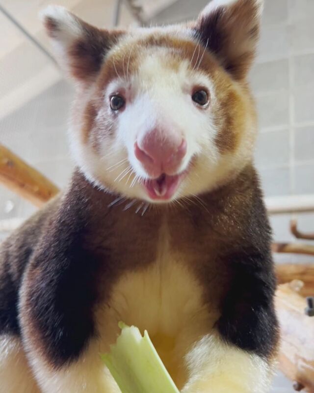 Happy #WorldTreeKangarooDay from your four favorite roos: Paia, LaRoo, Keweng and Morobe!

Meet the Matschie's tree kangaroo, one of 14 species of tree roo! They're seriously cute but sadly endangered. Want to help them and their rainforest homes? Learn more about them and share the love ❤️ 

Your RWPZoo is a proud partner with the @treekangaroosafe program to protect these special animals!
.
.
.
#treekangaroo #conservation #endangeredspecies #cuteanimals #wildlife #matschiestreekangaroo