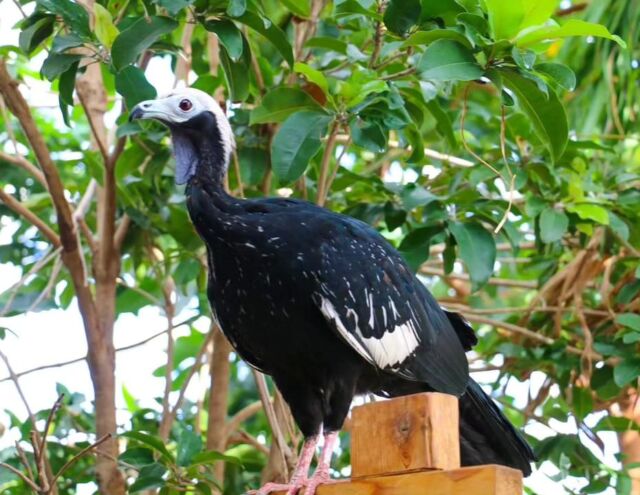 UPDATE: Monster our blue throated piping guan was returned last evening by animal control. Our vet care team has examined him and he is in good health. We believe Monster’s son Chip is nearby and continue to diligently monitor the area. Thank you for the ongoing support we've received in finding our boys.

We need your help pinpointing the location of two runaway blue-throated piping guans, last seen taking in the beauty of Roger Williams Park from treetop. Sighted our feathery friends (they're about the size of a chicken)? Call us at 401-785-3510 or email info@rwpzoo.org.