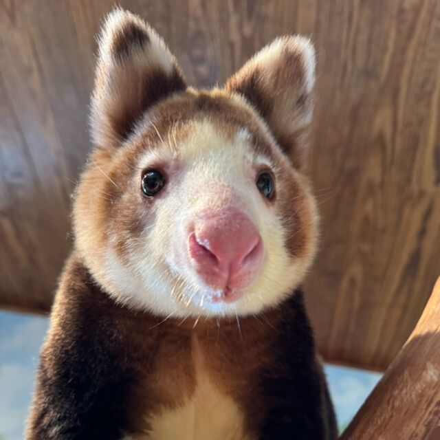 SPRING into conservation- support your Zoo and 401Gives! 🌼🍃

From local Rhode Island wood turtles and New England cottontail rabbits to the Matschie's tree kangaroos of Papua New Guinea and Project Selva in northeastern Peru, we support critical conservation work and green practices locally and globally.

Conservation and environmental stewardship are central to our mission at Roger Williams Park Zoo. With your support this 401 Gives, we can continue expanding our conservation efforts! Donate today >> bit.ly/401gives25 or link in bio.