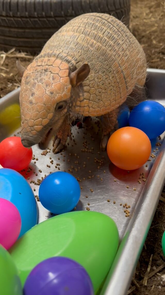 Breakfast but make it fun! 🔴🔵🟢 Josephine enjoyed her breakfast in some fun ball pit enrichment to encourage natural behaviors like exploring, digging, and sniffing out food!