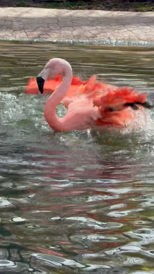 Shakin’ our tail feathers into the weekend!🦩

.
.
.

#flamingo #feelinggood #shakeit #goodvibes #weekendmood #zoo #chileanflamingo #rwpzoo