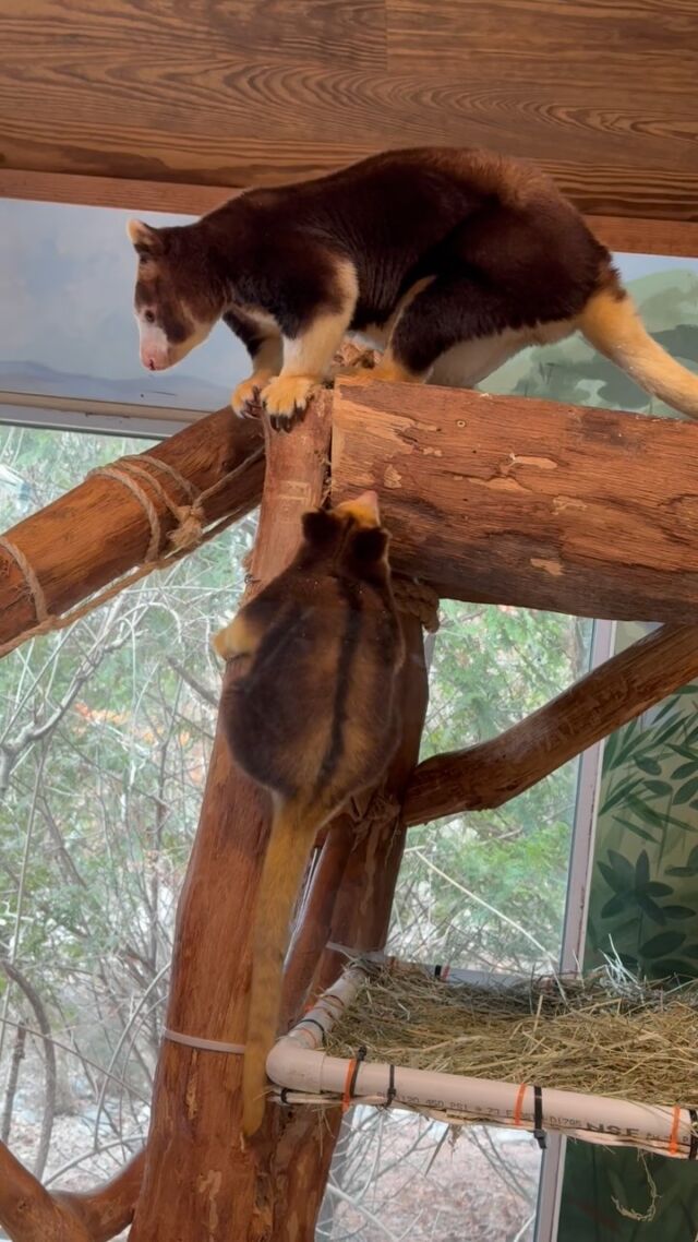 You go girl! 👏  Ren, our Matschie’s tree kangaroo joey is showing off her climbing skills as she gains more confidence exploring on her own.