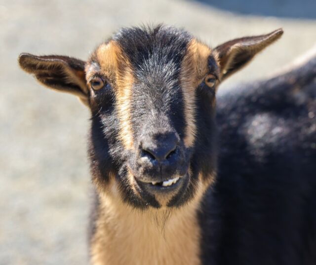 Happy National Farm Animals Day! 🐐🐖🐑 

During your next Zoo visit, be sure to head over to our Farmyard where you can feed, pet, and even brush our friendly goats! Plus, don't miss saying hello to our charming hogs, quirky alpacas, and gentle sheep. It's the perfect place for up-close animal encounters and big smiles! 😁
