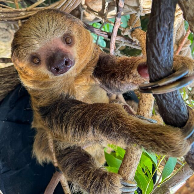 We’ve got WILD plans for you this spring break! 🦒🦖🦥 Get ready to roar with dinos, party for the planet, visit with your favorite animals, and play all day in the Big Backyard! 🌿

Plan your zoo adventure with these pro tips 👇🏽
☀️ Sunny days = busy days! Parking is limited, so plan ahead.
🎟️ Skip the wait and snag your tickets online now: rwpzoo.org/visit (dino tickets sold separately).
🐘 Don’t miss daily keeper chats!
🌎 Celebrate Earth Day- Party for the Planet on April 16 & 17.