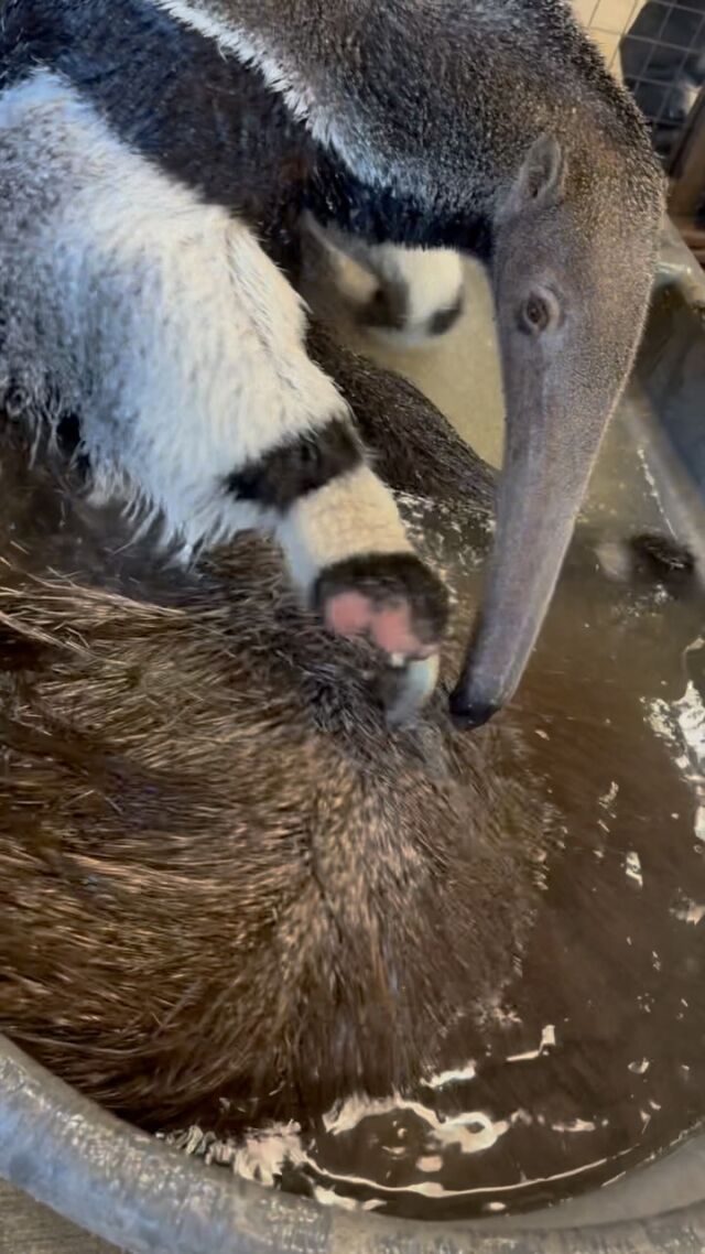 Me: I’ll just take a quick shower. Also me: 🛀🧼🫧
•
•
•

#Giantanteater #anteater #bathtime #adorableanimals #zoo #rwpzoo